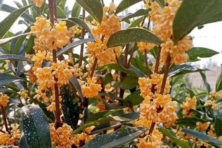 桂花快开花要不要施肥,上什么肥料开花多