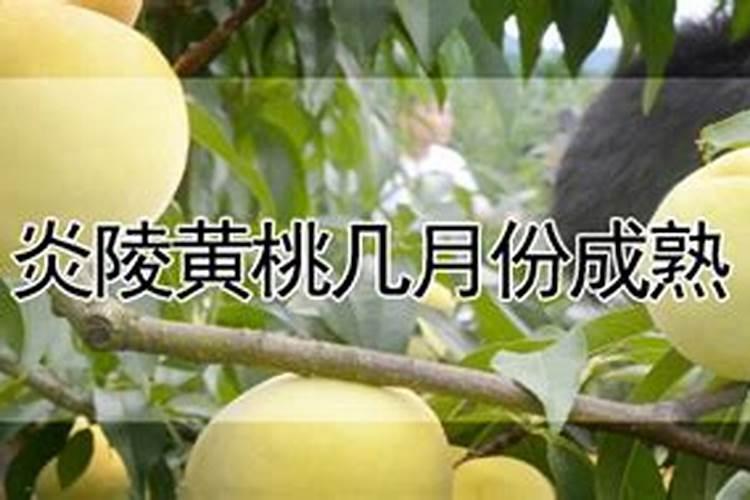 黄桃为什么那么贵