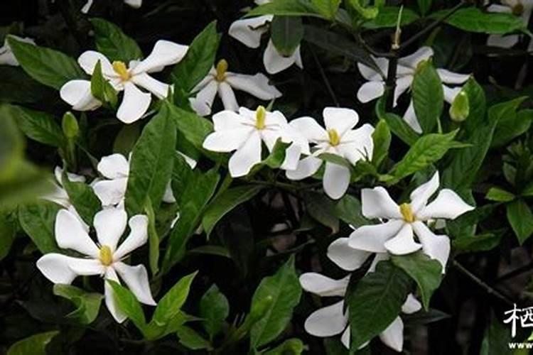 栀子花什么时候开花,栀子花开花期5月8月