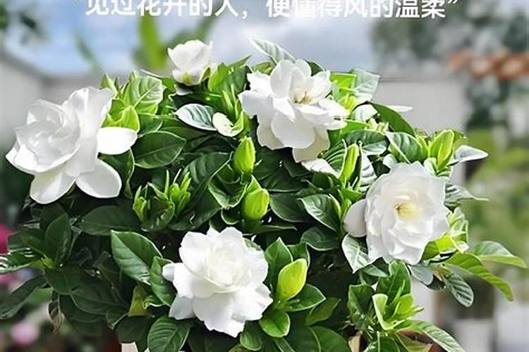 栀子花用什么肥料好？