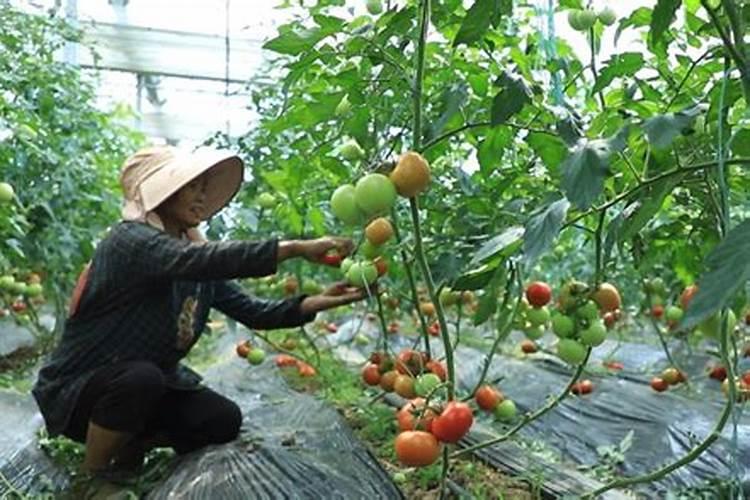 韭菜大棚种植技术是什么
