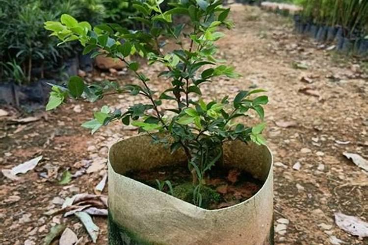 树葡萄施什么肥效果好？什么时候施肥好？