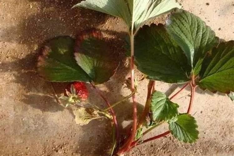 草莓碧护使用方法