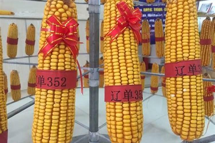金正大控释玉米专用肥261212多少钱一吨