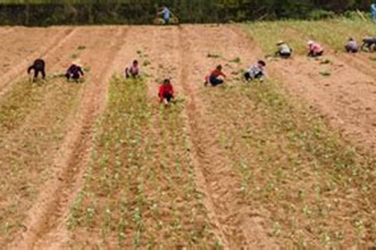 玉米播种时一亩地用一袋化肥,如果不上追肥能减产多少？