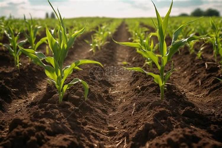 种田的肥料可以淋菜吗