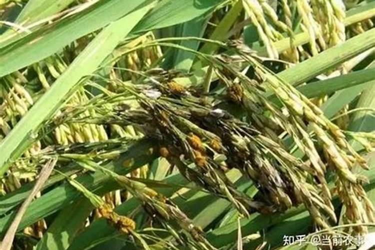 富硒叶面肥怎样喷水稻可以产富硒大米