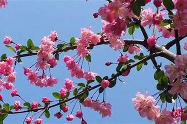拼多多买下海棠花种了三年不不一花正常吗？