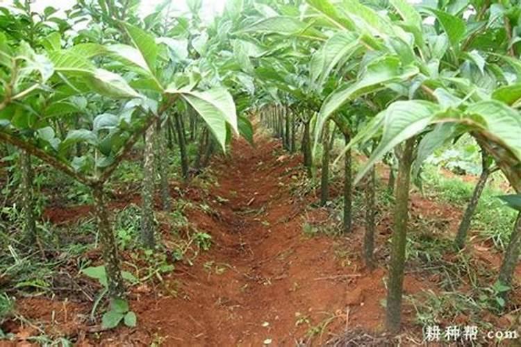 种魔芋用什么肥料