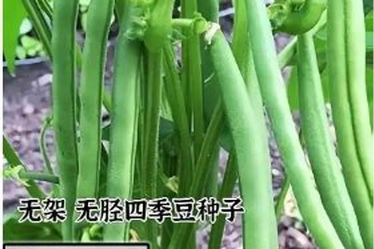 四季豆钻心虫的防治措施 四季豆怎么管理水肥