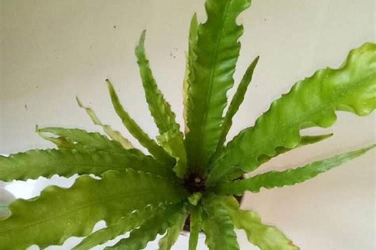 鸟巢蕨施肥方法及注意事项