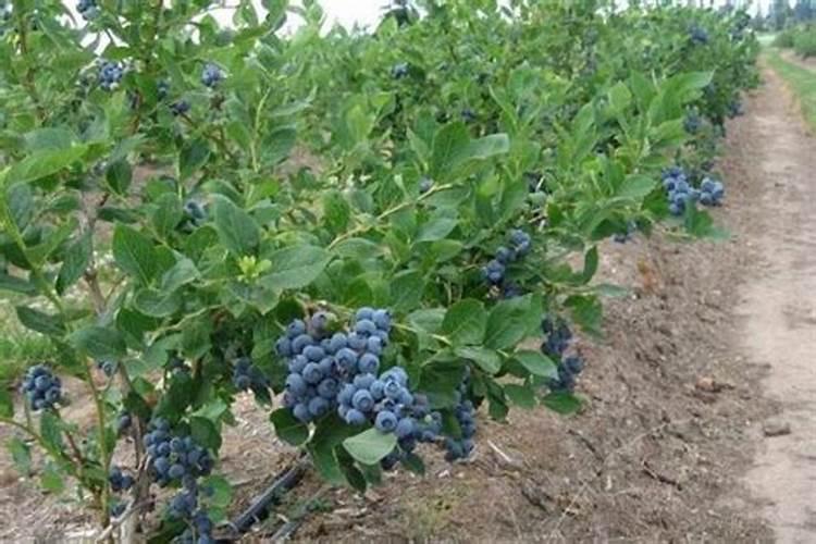 蓝莓施什么肥好？