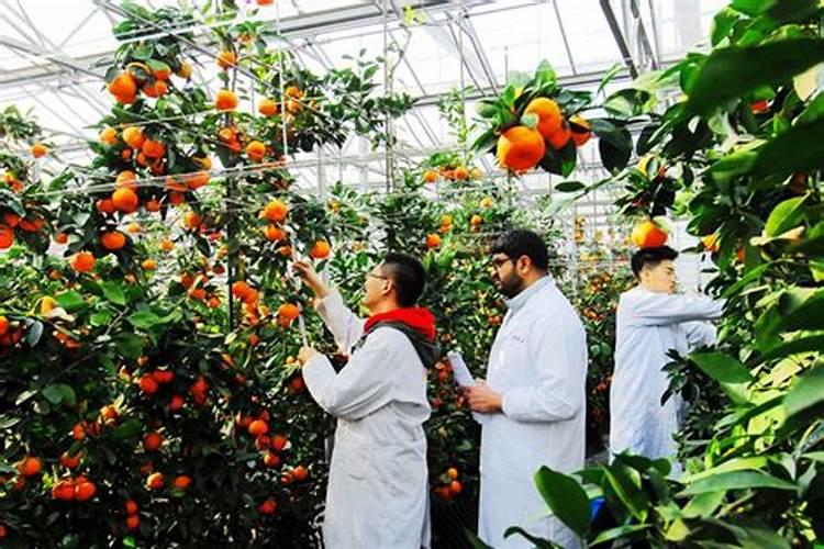 祥云健康肥效果怎么样？都施用于哪些作物？
