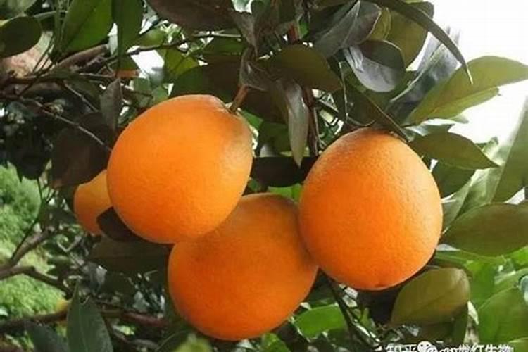 不同时期的脐橙该怎么样施肥