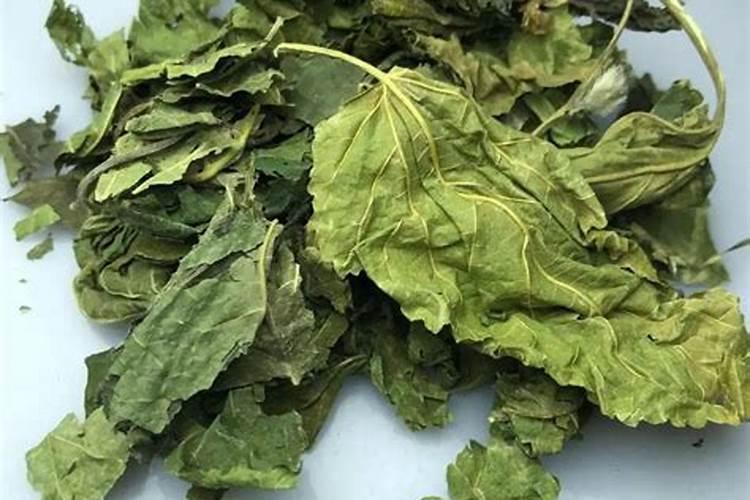 种植桑葚怎么管理结果多产量高？桑葚专用增甜肥哪种好