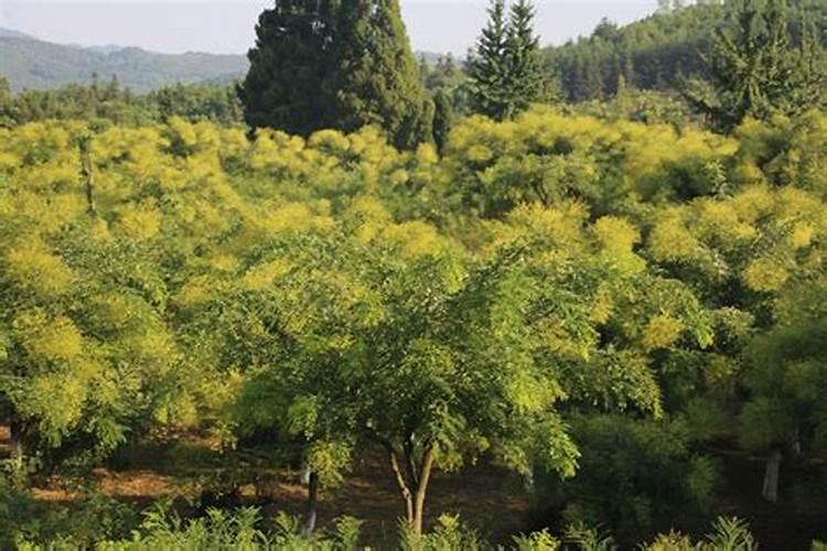 槐米种植知识经验谁来教教哦