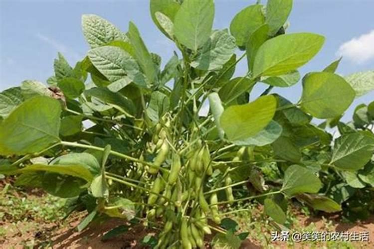 毛豆施什么肥好