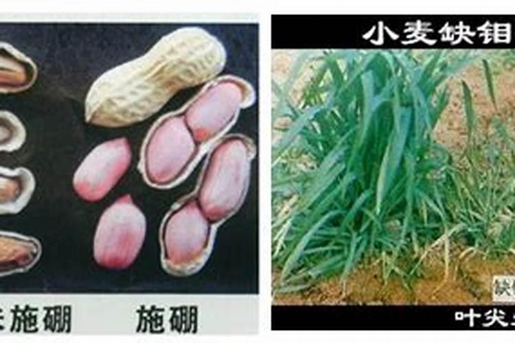 花生上啥肥结的多一点