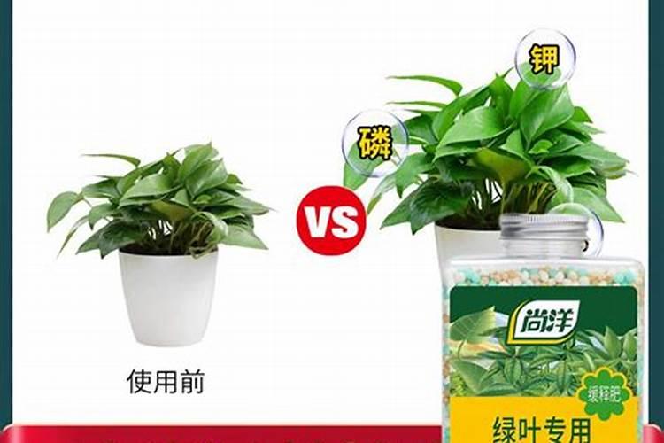 发财树和绿罗用什么肥