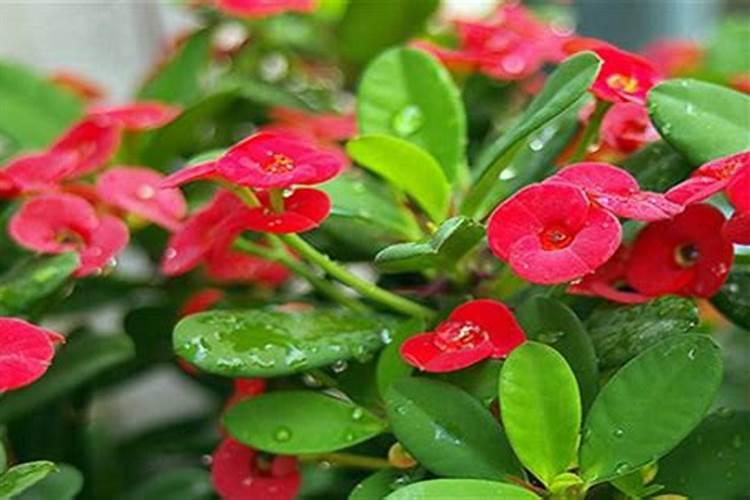 虎刺梅不开花怎么办