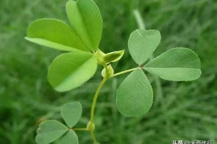紫花苜蓿播种后多久可以打叶面肥