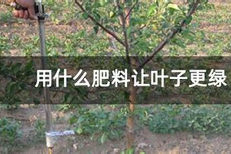 什么肥使叶子绿油油什么肥料可以使叶子变绿