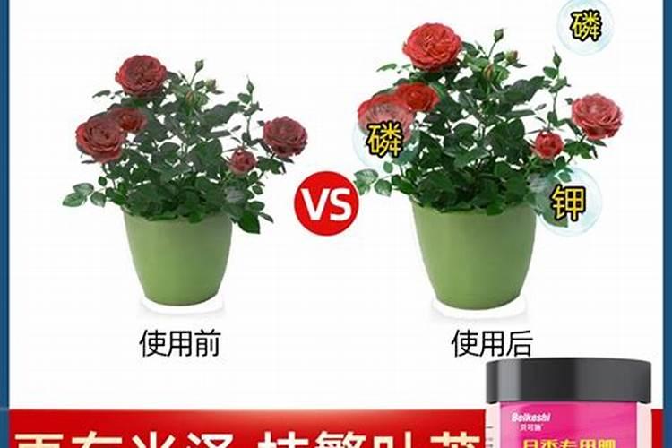 月季开花的时候能喷叶面肥吗