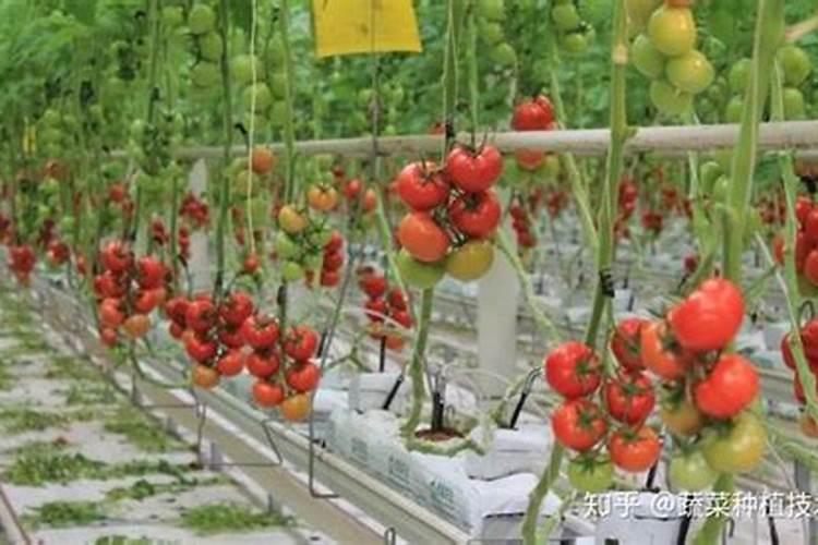 烟叶肥料太足不退黄有什么办法