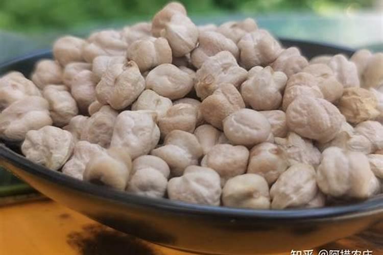 鹰嘴豆种植