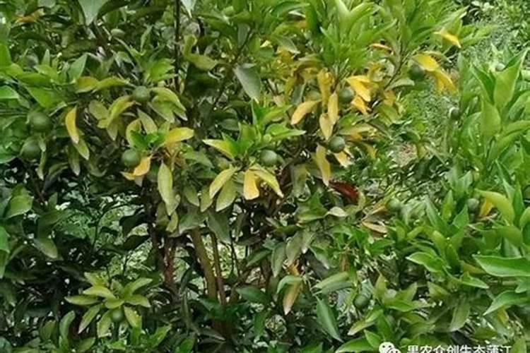 胺鲜酯加液氮缓释肥喷施？