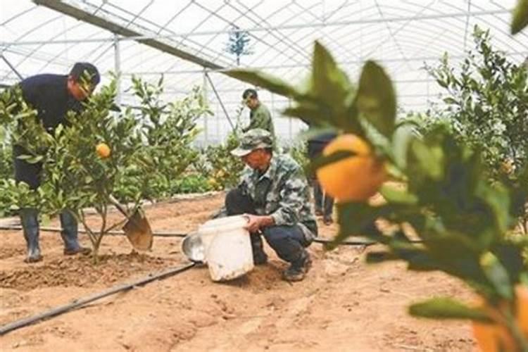 脐橙树冬季什么时候可以打芸苔素？
