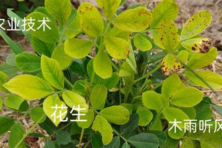 玉米打控旺剂能和叶面肥一起用吗