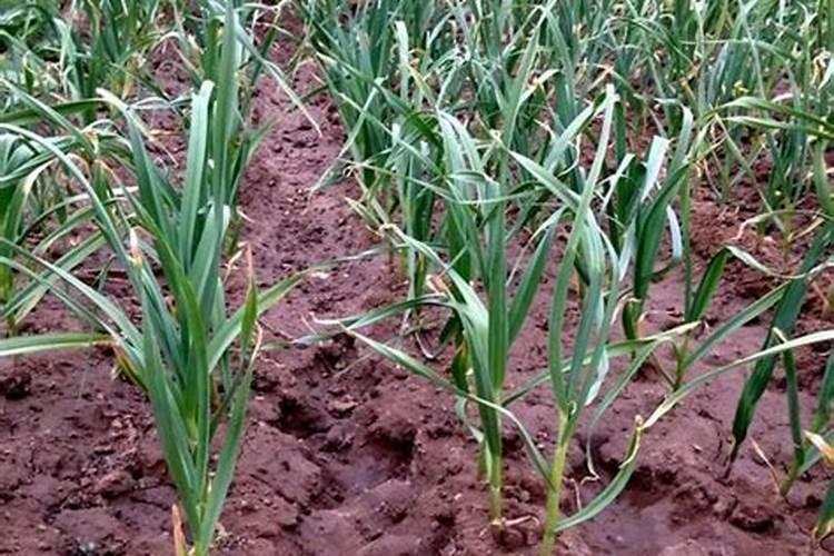 春季大蒜追肥用什么肥料最好？大蒜春季什么时候施肥料,早春大蒜如何施肥...