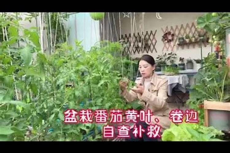 番茄顶部小叶子卷曲的原因及处理办法