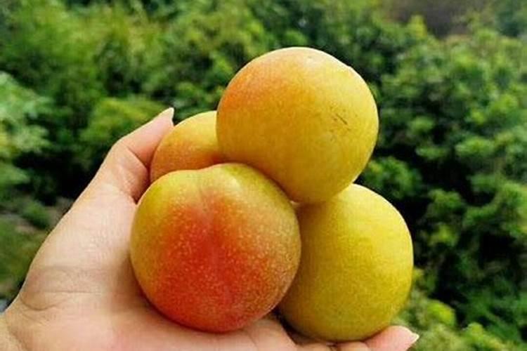 果树专用肥有那些品牌？