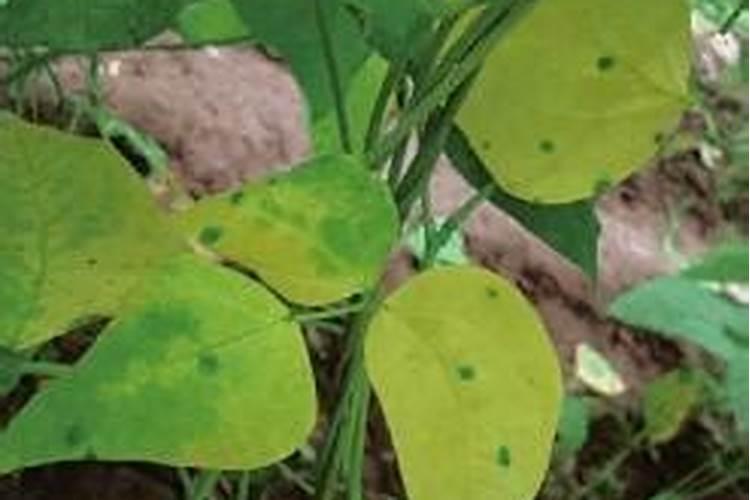 夏大豆的管理很重要,夏大豆如何管理？