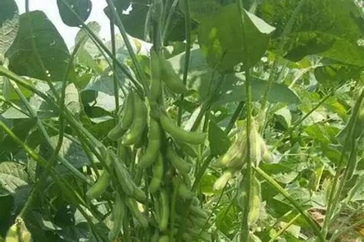 夏大豆的施肥方法有哪些？