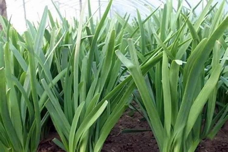 韭菜籽怎么种植容易发芽