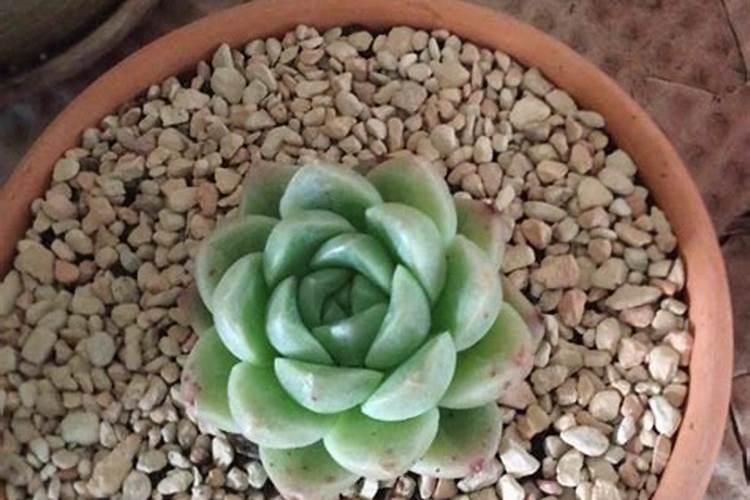 冬季大棚松花菜叶皱怎么了