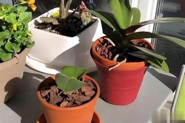 花草什么时候施肥最好