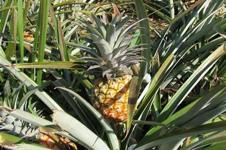 红菠萝种植方法和注意事项