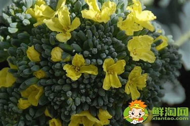面对西兰花出现黄化米粒的情况该怎么做