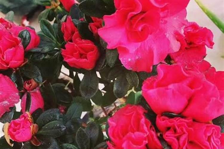 桂花树施什么肥料最好