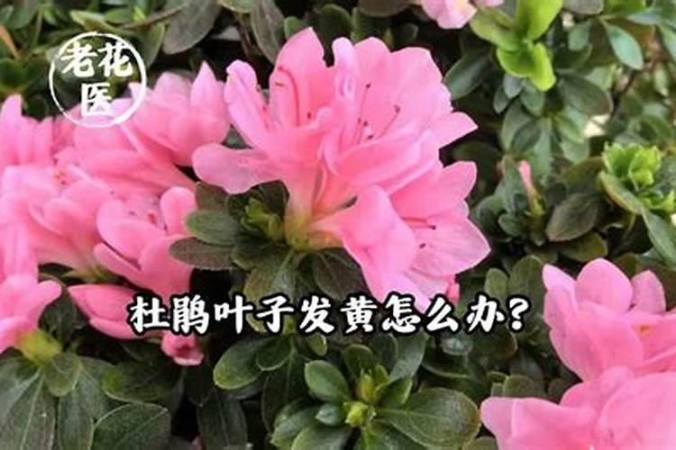 杜鹃花叶子发黄发焦