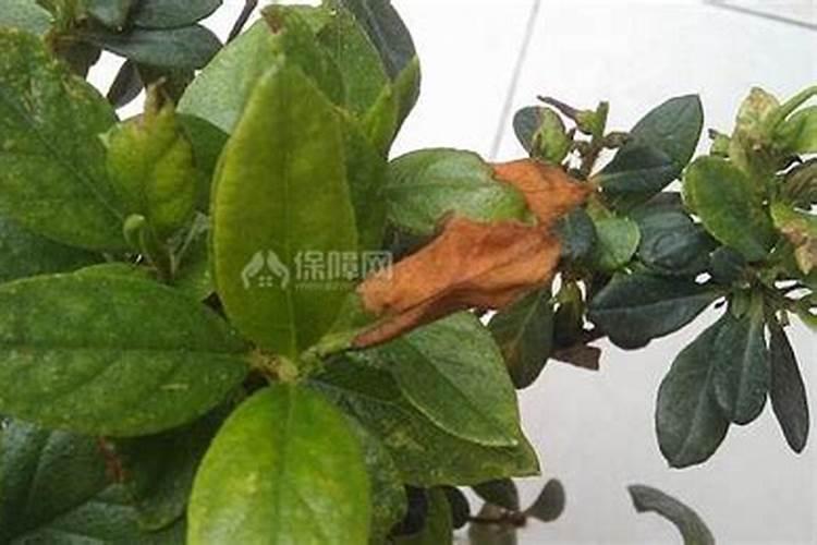 杜鹃花叶子发黄发焦