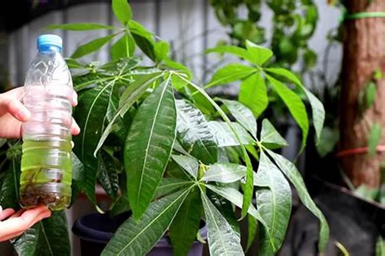 成年槟榔怎样施水肥？