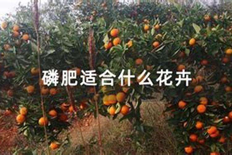海棠花的施肥方法