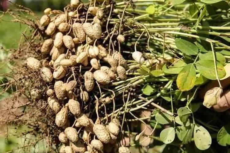 花生壳磨碎做肥料