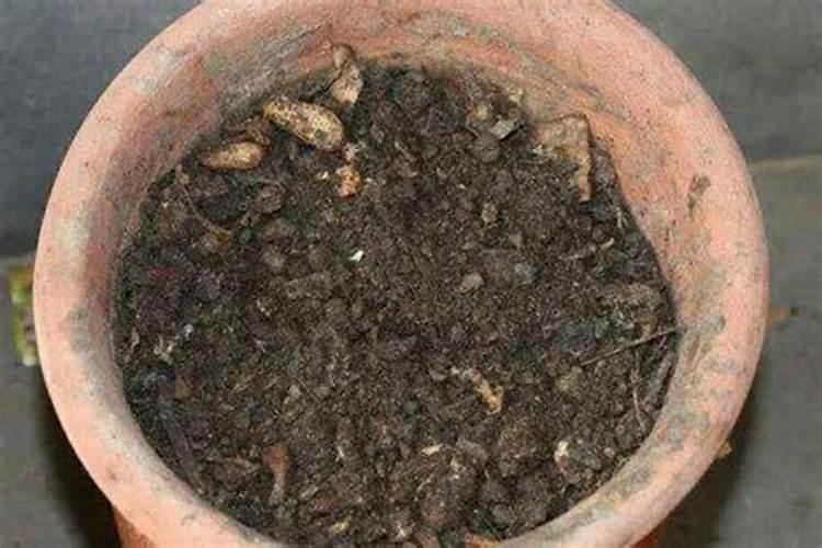 熟花生壳可以当肥料吗？