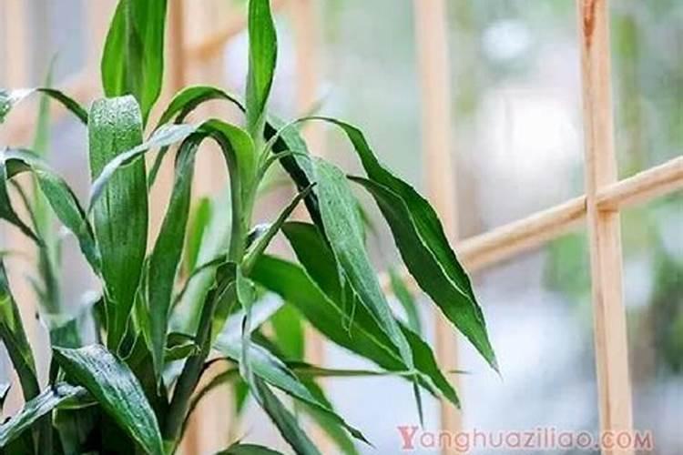 盆栽花卉用什么肥料比较好？哪些肥料生根壮根肥效好？